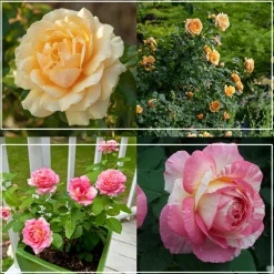 Pink to Peach Cutting Garden>Heirloom Roses