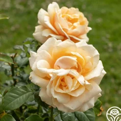 Pink to Peach Cutting Garden>Heirloom Roses