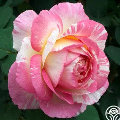 Pink to Peach Cutting Garden><noscript><img width=