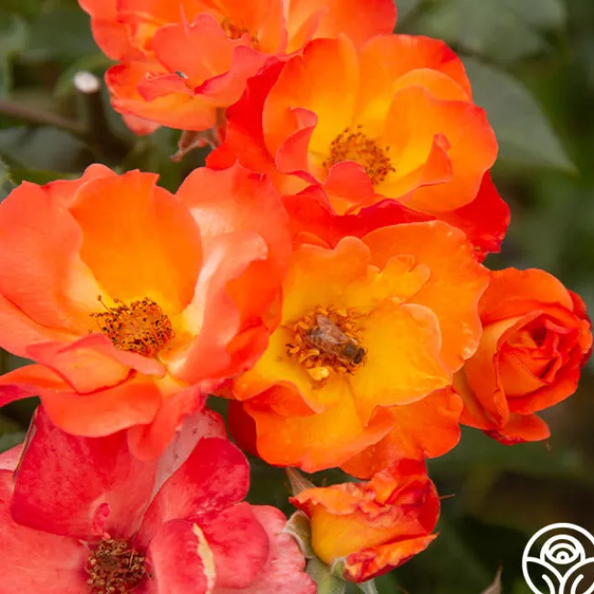 Playboy®>Heirloom Roses Sale
