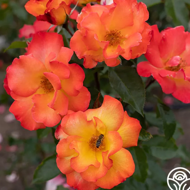 Playboy®>Heirloom Roses Sale