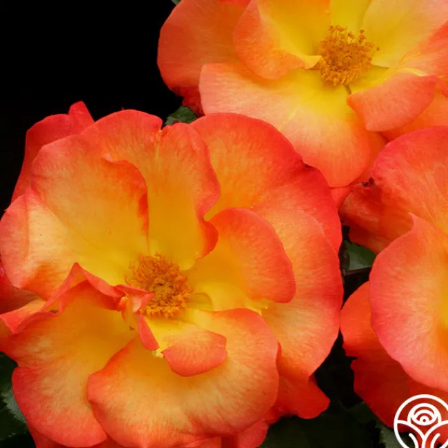 Playboy®>Heirloom Roses Sale