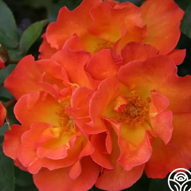 Playboy®>Heirloom Roses Sale