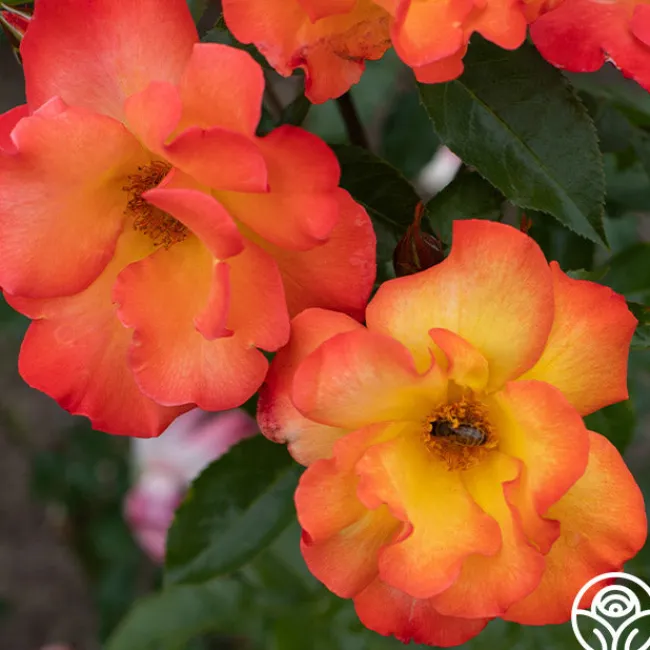 Playboy®>Heirloom Roses Sale