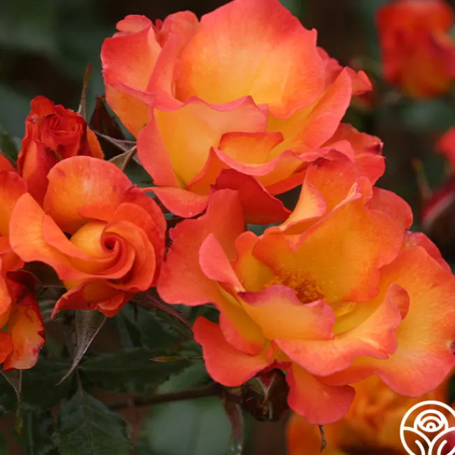 Playboy®>Heirloom Roses Sale