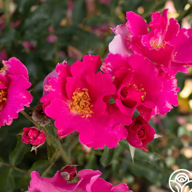 Playgirl™>Heirloom Roses Outlet