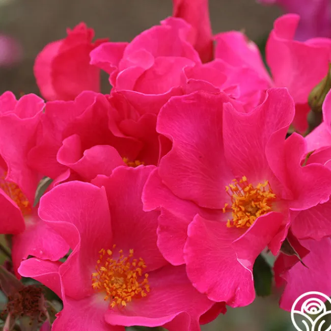 Playgirl™>Heirloom Roses Outlet