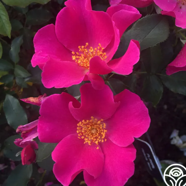 Playgirl™>Heirloom Roses Outlet
