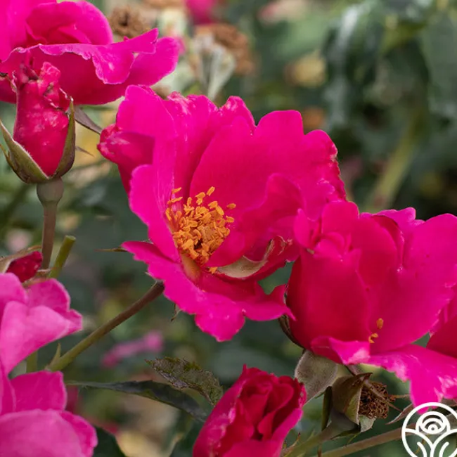 Playgirl™>Heirloom Roses Outlet
