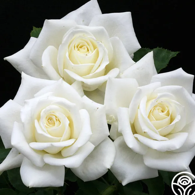 Polar Star®>Heirloom Roses Discount