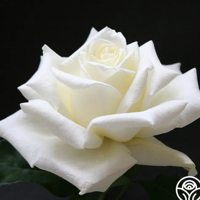 Polar Star®>Heirloom Roses Discount