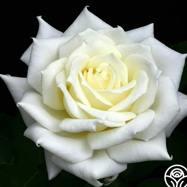 Polar Star®>Heirloom Roses Discount