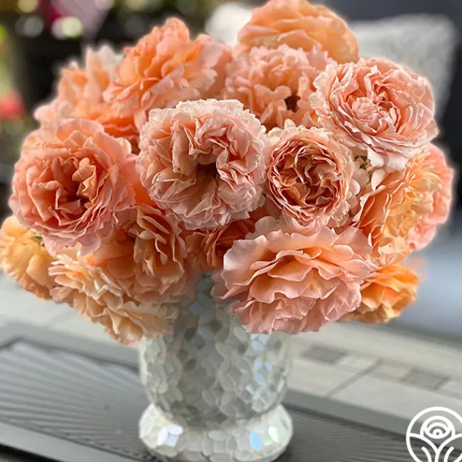 Polka®>Heirloom Roses Discount