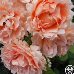 Polka®>Heirloom Roses Discount