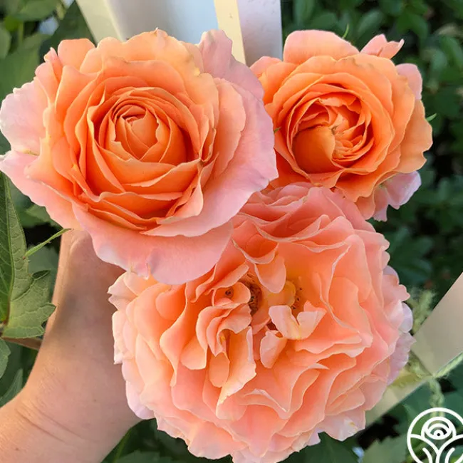 Polka®>Heirloom Roses Discount