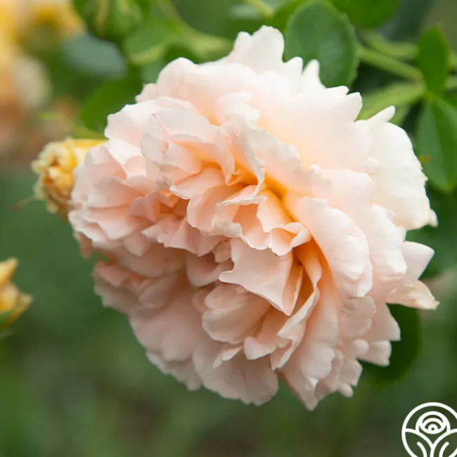 Polka®>Heirloom Roses Discount