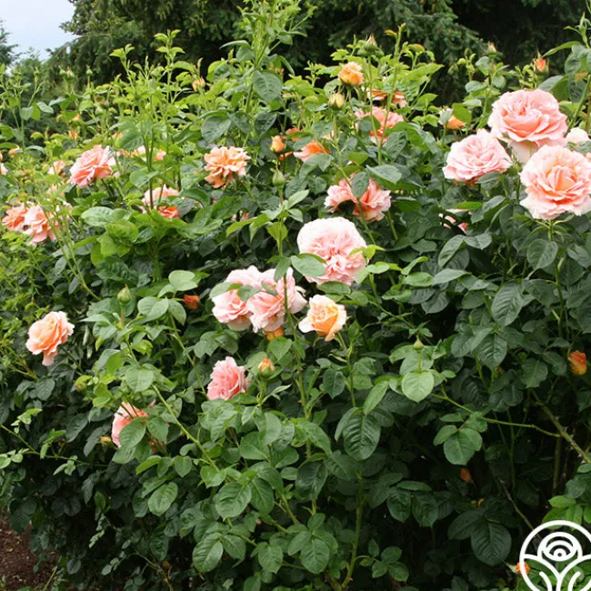 Polka®>Heirloom Roses Discount