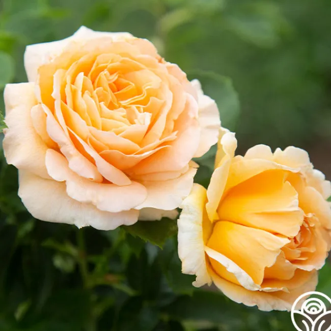 Polka®>Heirloom Roses Discount