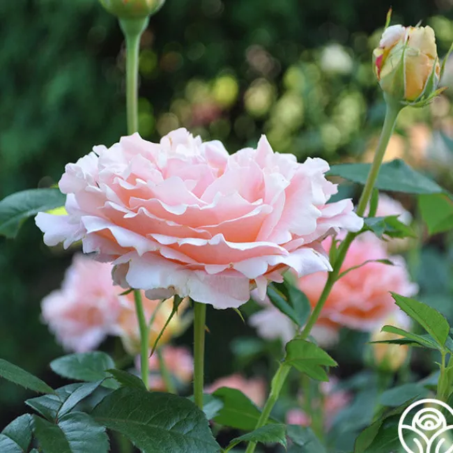 Polka®>Heirloom Roses Discount