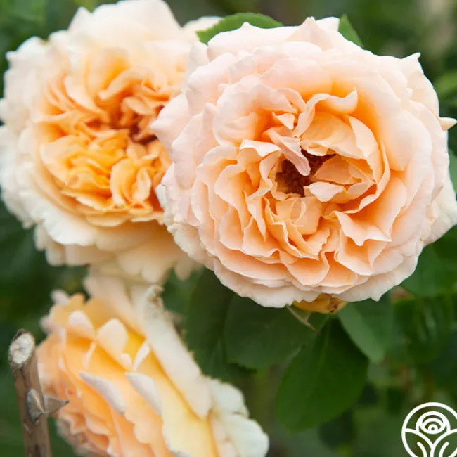 Polka®>Heirloom Roses Discount