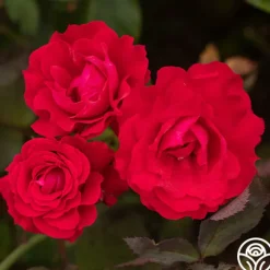 Polonaise>Heirloom Roses Best