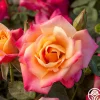 Polynesian Punch™>Heirloom Roses New