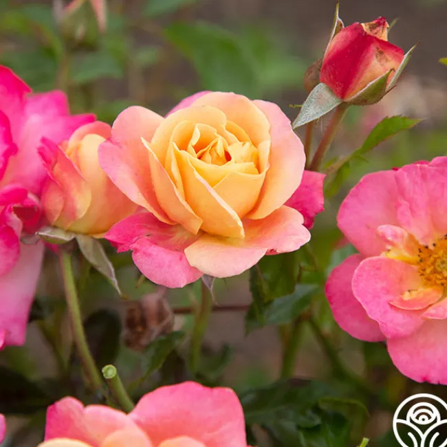Polynesian Punch™>Heirloom Roses New
