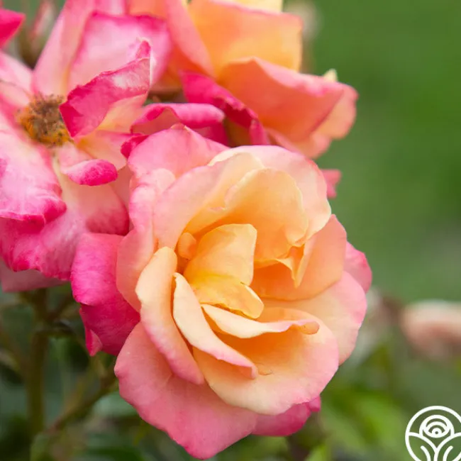 Polynesian Punch™>Heirloom Roses New