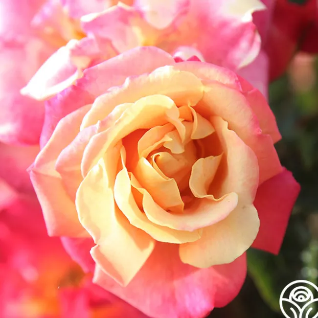 Polynesian Punch™>Heirloom Roses New