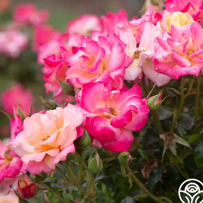 Polynesian Punch™>Heirloom Roses New