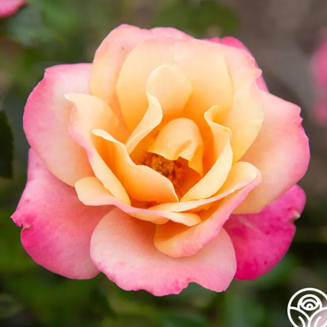 Polynesian Punch™>Heirloom Roses New