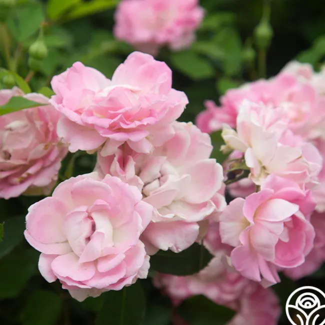 Porcelain Rose>Heirloom Roses Outlet