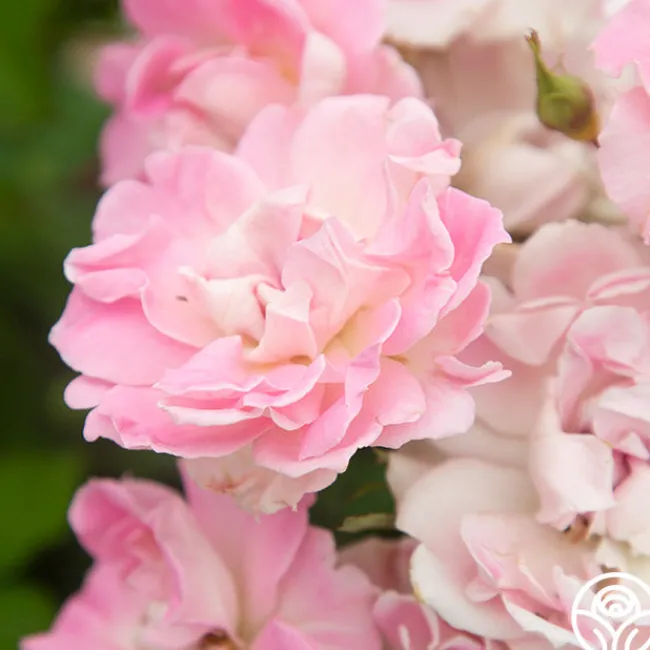 Porcelain Rose>Heirloom Roses Outlet