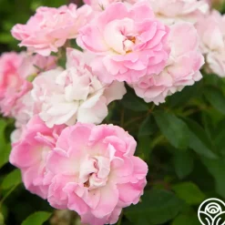 Porcelain Rose><noscript><img width=