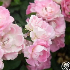 Porcelain Rose><noscript><img width=