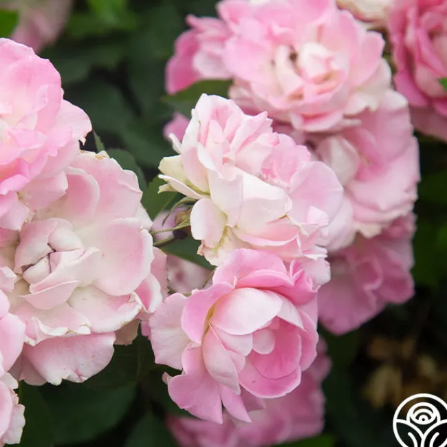 Porcelain Rose>Heirloom Roses Outlet