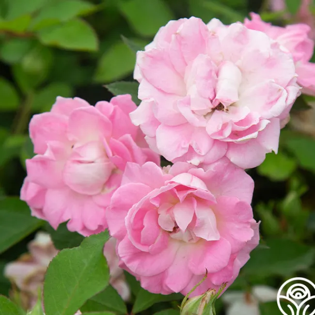 Porcelain Rose>Heirloom Roses Outlet