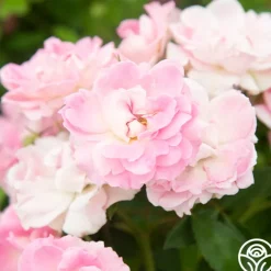 Porcelain Rose><noscript><img width=
