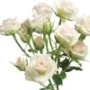 Porcelina>Heirloom Roses