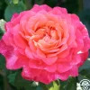 Portlandia™>Heirloom Roses