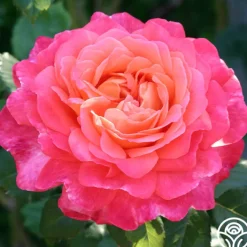 Portlandia™>Heirloom Roses