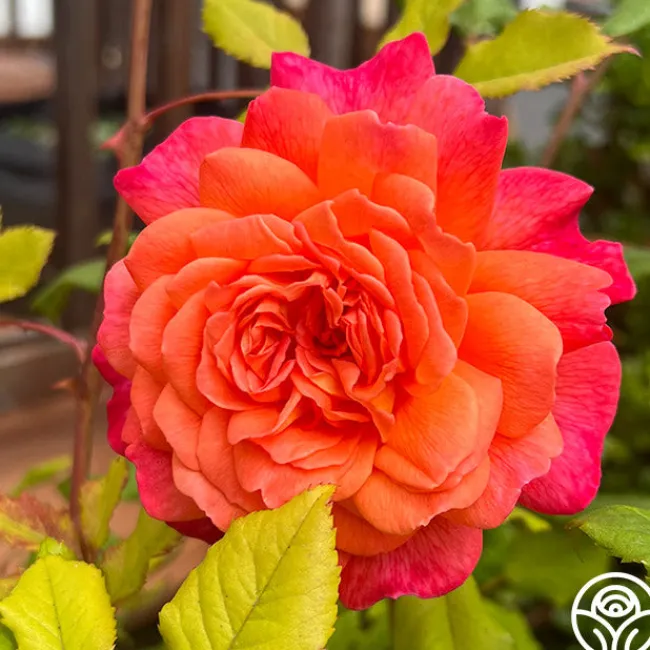 Portlandia™>Heirloom Roses