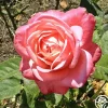 Portrait>Heirloom Roses Hot