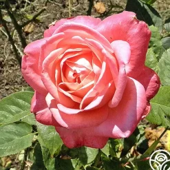 Portrait>Heirloom Roses Hot