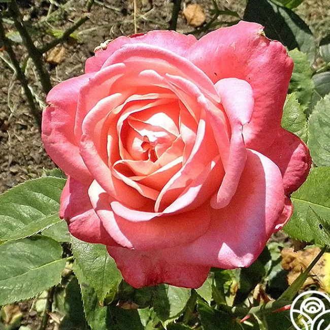 Portrait>Heirloom Roses Hot