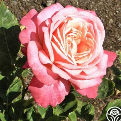 Portrait>Heirloom Roses Hot