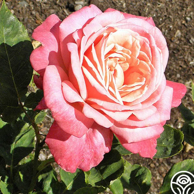 Portrait>Heirloom Roses Hot