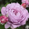 Poseidon™>Heirloom Roses Online