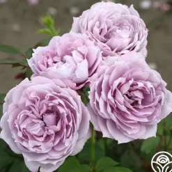 Poseidon™>Heirloom Roses Online