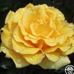 Pot 'O' Gold>Heirloom Roses